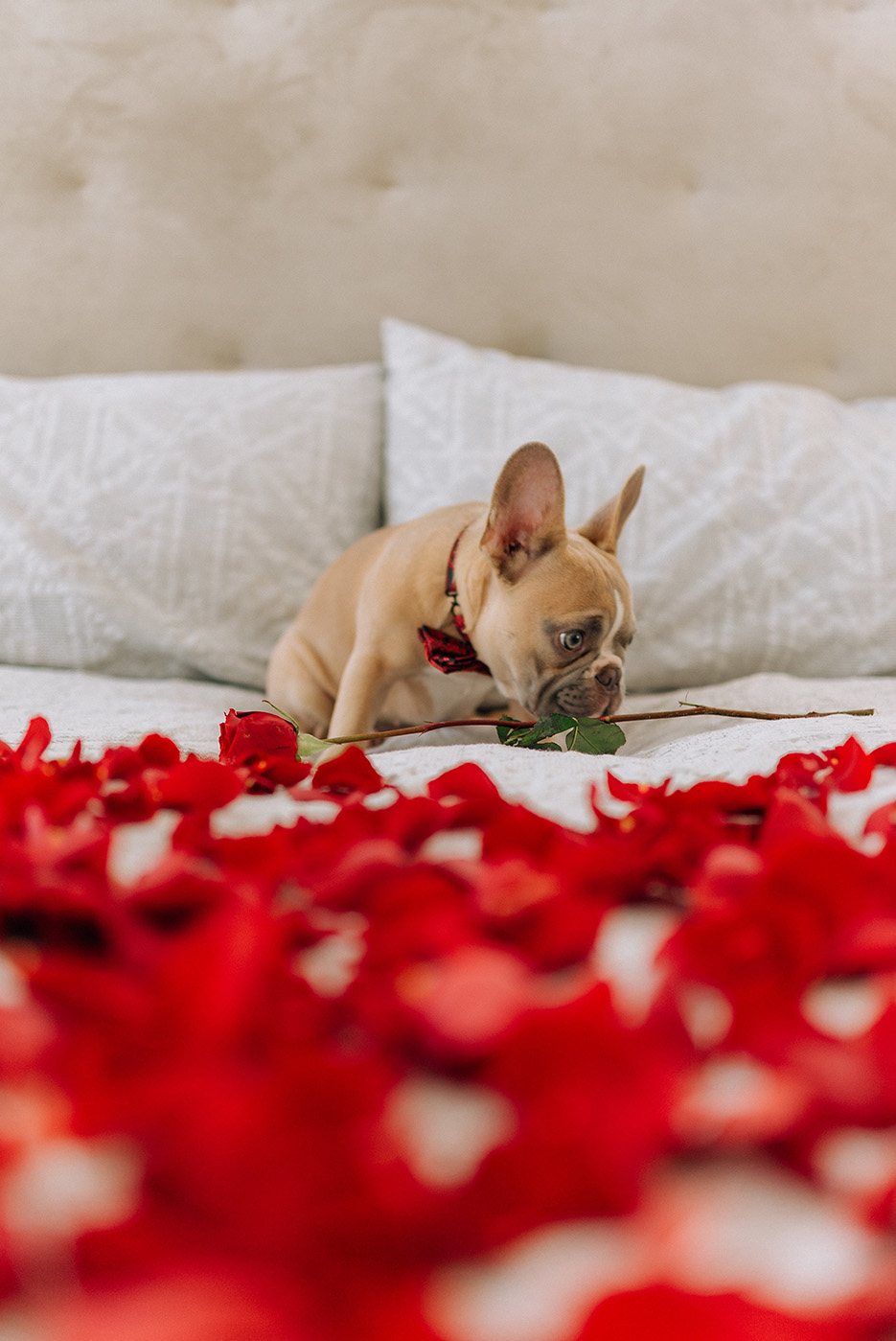 Puppy With Flower on Bed for valentine' day Romantic Love